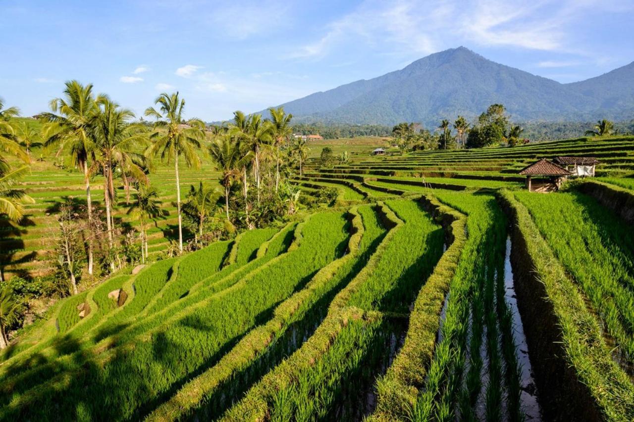 Kts - Kubu Tepi Sawah Villa Selemadeg Eksteriør billede